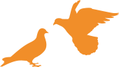 鳩